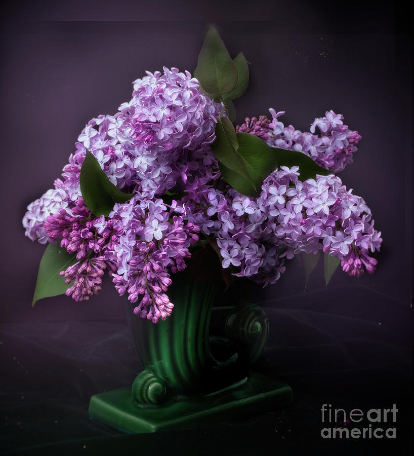 Bouquet of Lilacs Photograph by Ann Jacobson