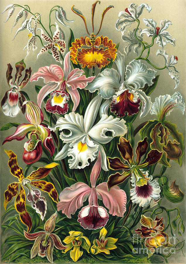 Bouquet of orchids Mixed Media by Elena Gantchikova