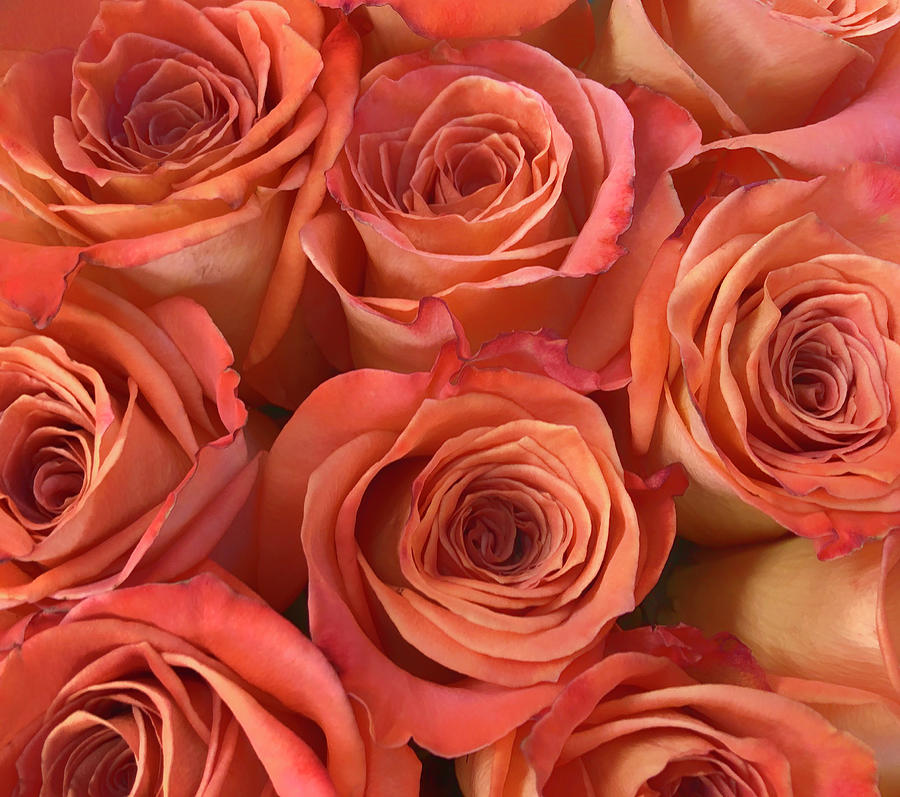 Bouquet Of Peach Roses Photograph