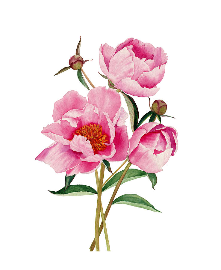 Peonies In the Louis Vuitton Trunk Art Print Peony Painting  Pink Flower Art of watercolor painting : Handmade Products