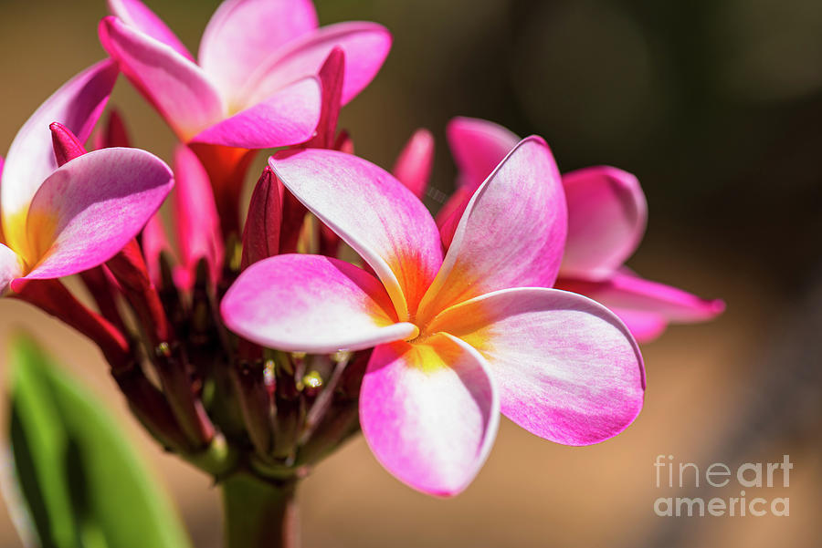 Honolulu Photograph - Bouquet of Pink Plumeria Flowers by Phillip Espinasse