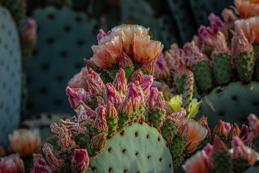 Bouquet of Pink Prickly Pear Blooms Photograph by Linda Unger - Fine ...