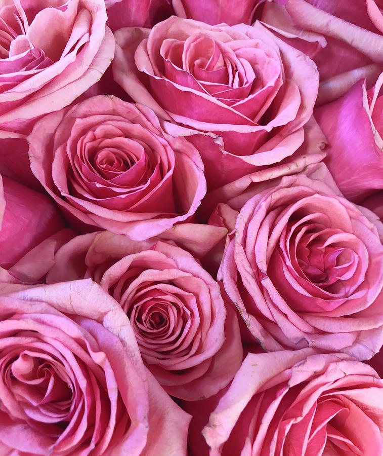 Bouquet Of Pink Roses Photograph