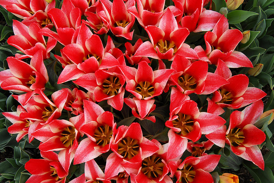 Bouquet of Red Tulips Photograph by Keith Gondron Bouquet of Red Tulips Photograph by Keith Gondron