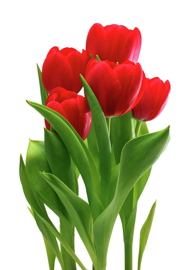 Bouquet Of Red Tulips Photograph by Mikhail Kokhanchikov