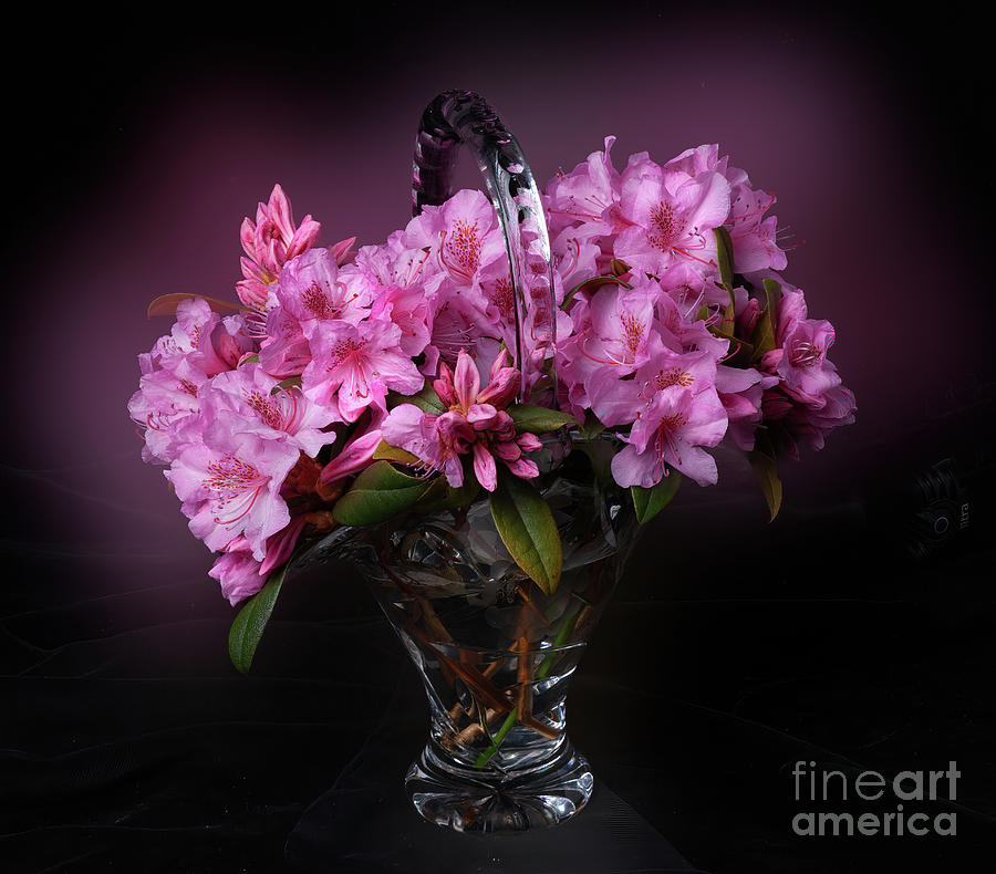 Bouquet of Rhododendron Photograph by Ann Jacobson