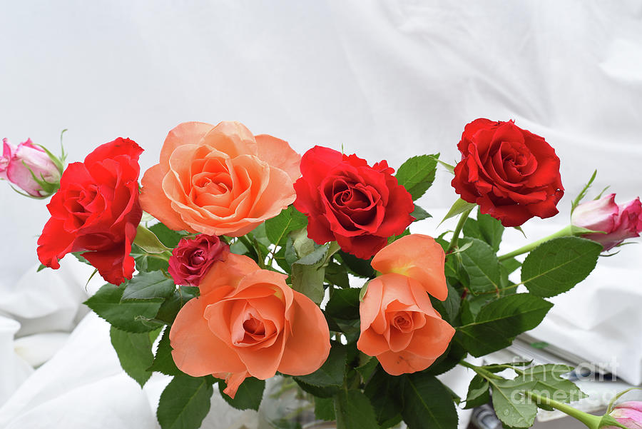Red Roses Photograph - Bouquet Of Six Red And Orange Roses by David Rankin