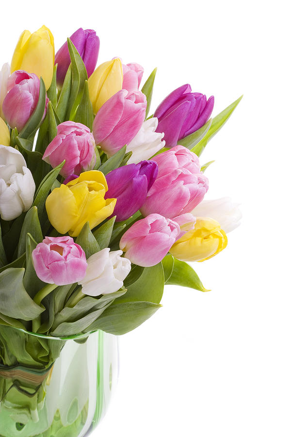 Bouquet of Tulips isolated on white Photograph by Lloret