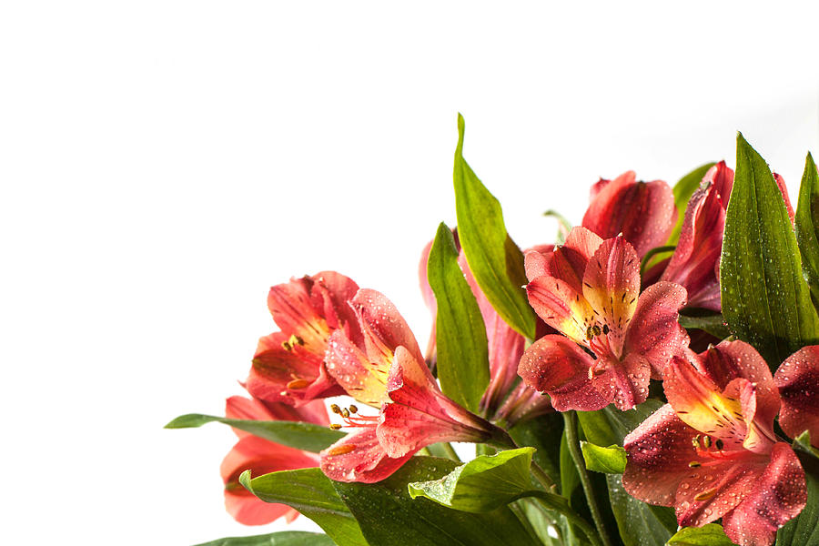 Bouquet of wet red lily over white Photograph by NatashaBreen