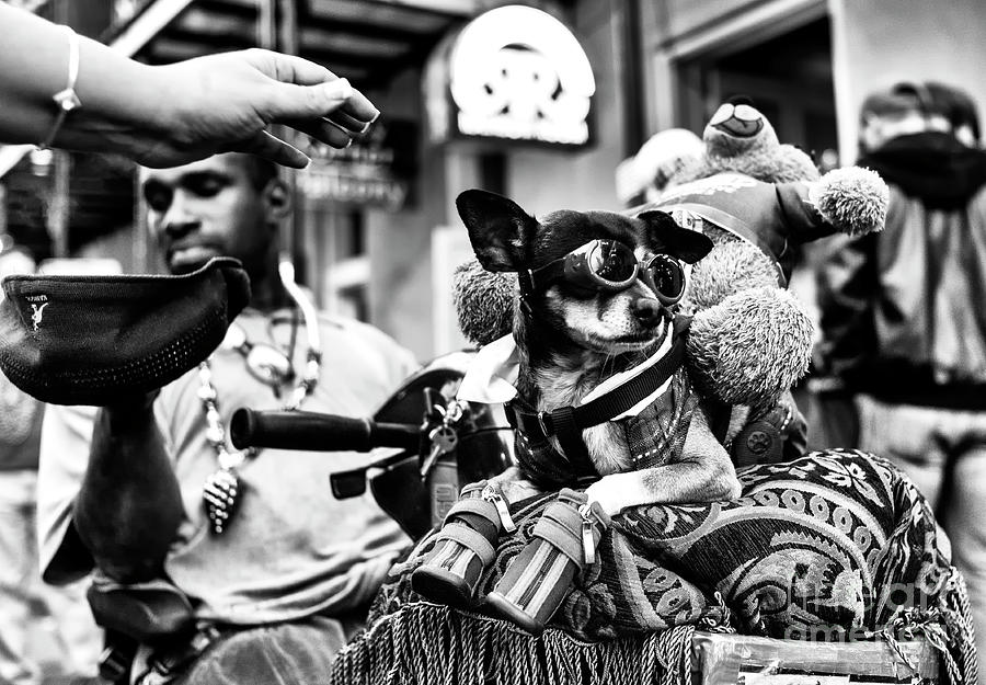 Bourbon Street Cool Dog on in New Orleans Photograph by John Rizzuto
