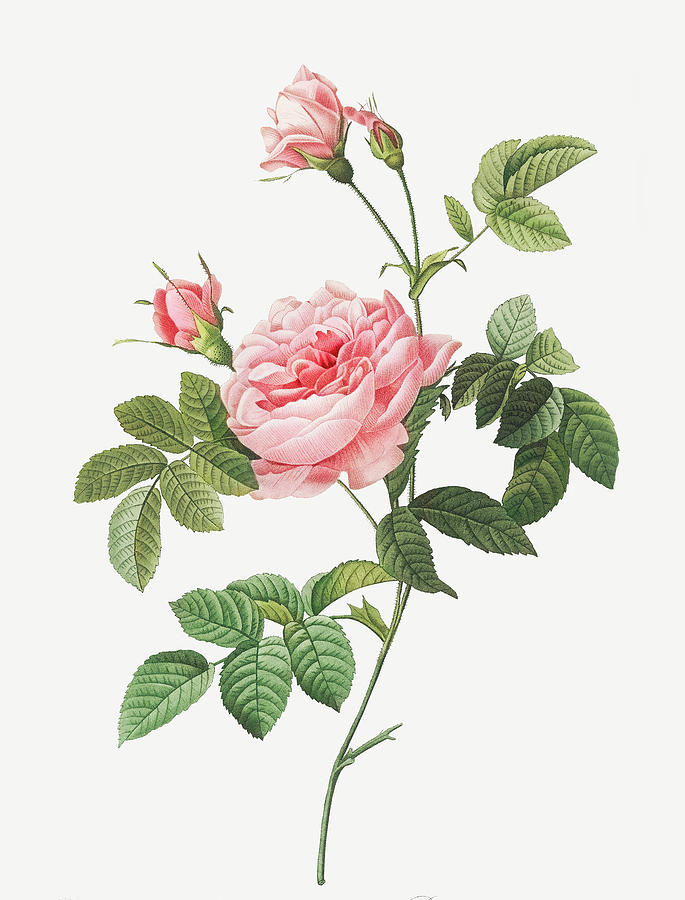 Pierre Joseph Redoute Painting - Boursault Rose, Rose Turbine without Thorns, Rosa Inermis by Pierre Joseph Redoute