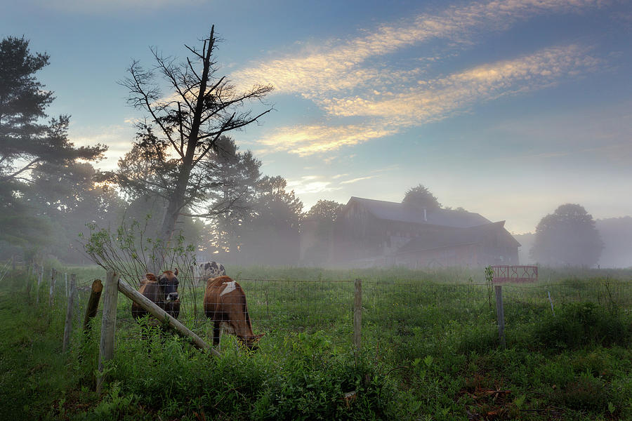 Cow Photograph - Bovine Sunrise by Bill Wakeley