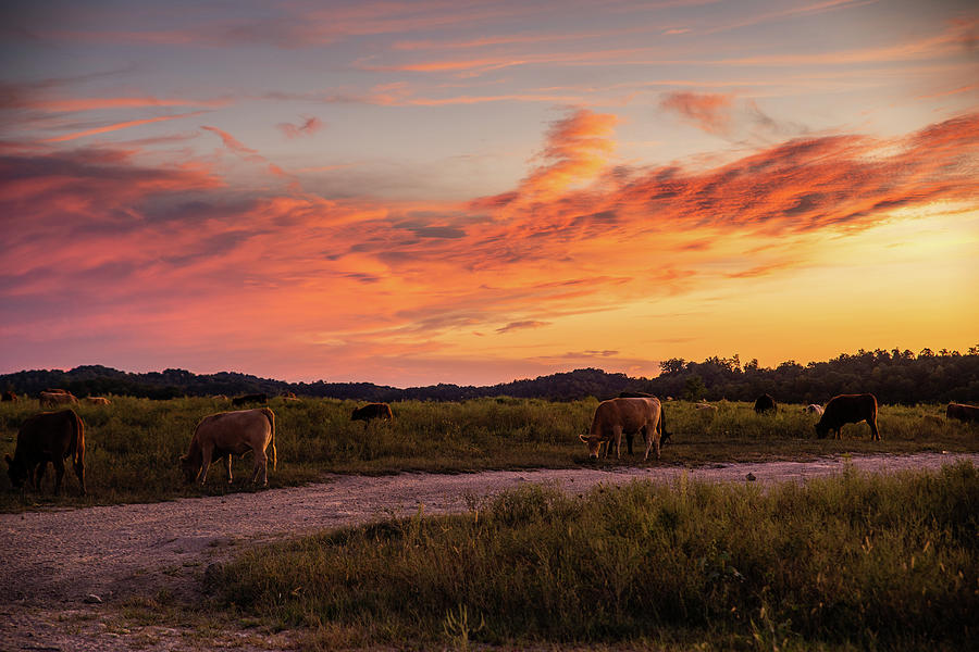 Bovine Sunset Photograph by Cris Ritchie