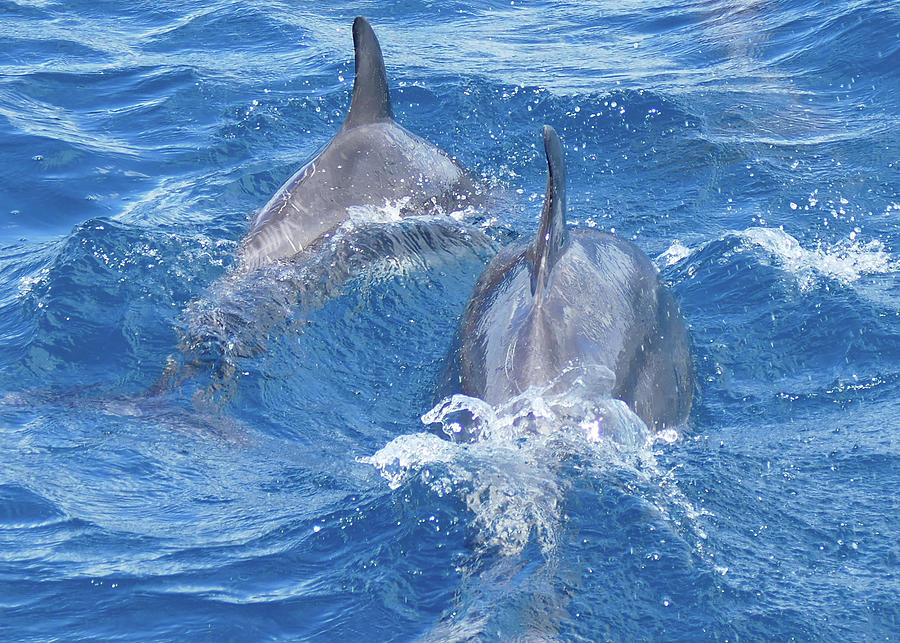Bow-riding Bottlenose Dolphin Pair Photograph by Maryse Jansen