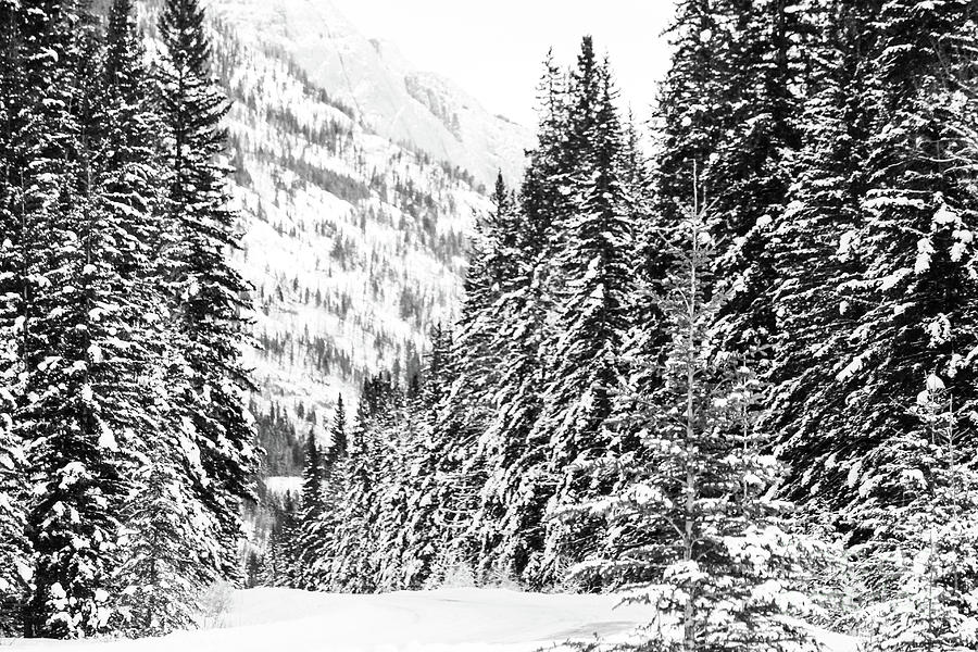 Bow Valley Parkway in Winter Photograph by Wilko van de Kamp Fine Photo Art