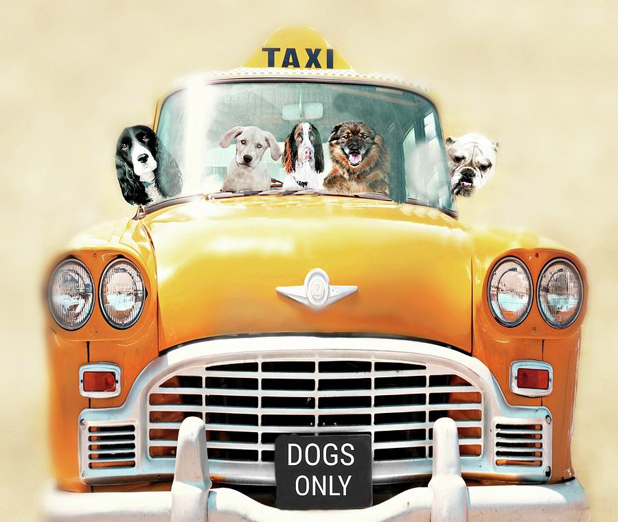 Bow Wow Taxi Photograph by Diana Angstadt