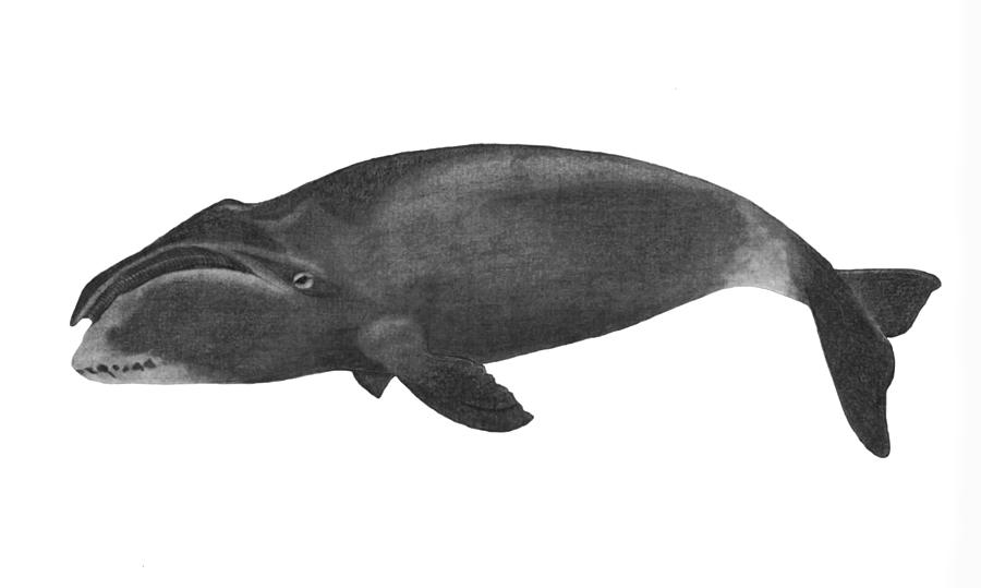 Bowhead Whale Drawing by Nick Norton Pixels