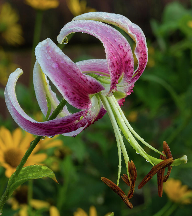 Bowing Lily Photograph by Robert Pilkington