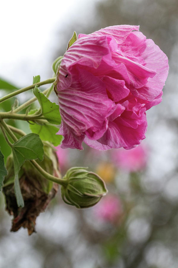 Bowing Pink Confederate Rose Blossom Photograph by Kathy Clark