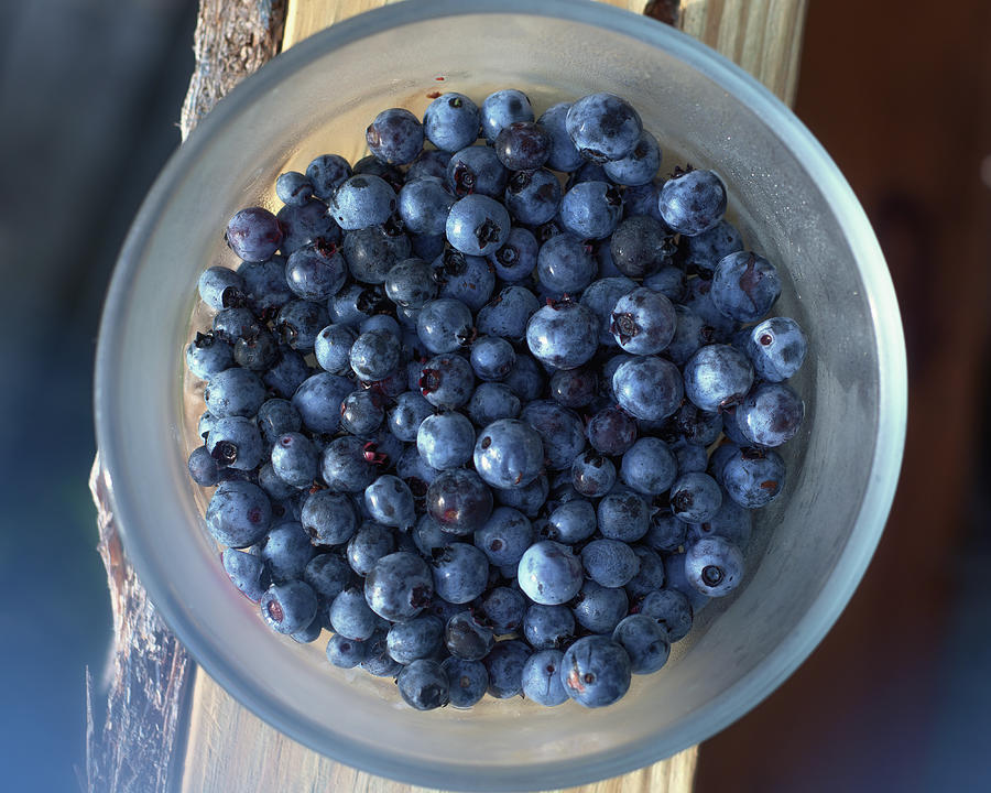 Blueberry Photograph - Bowl Full Of Blues by Sue Capuano