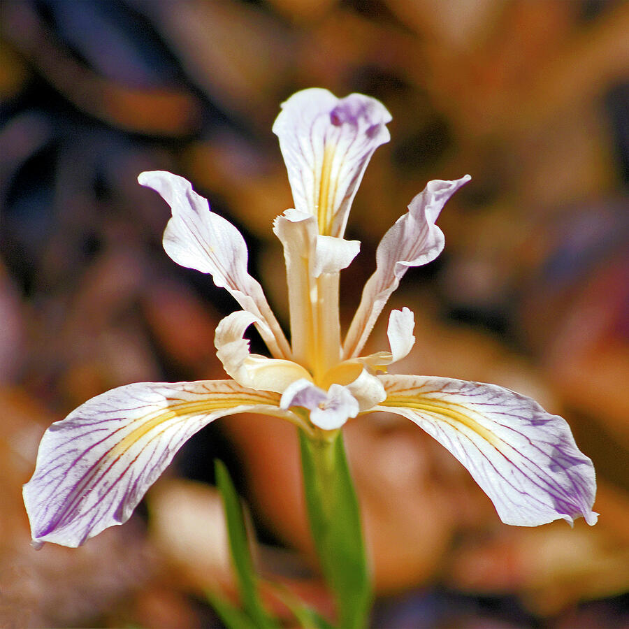 Bowl Tubed Iris Photograph by William Havle