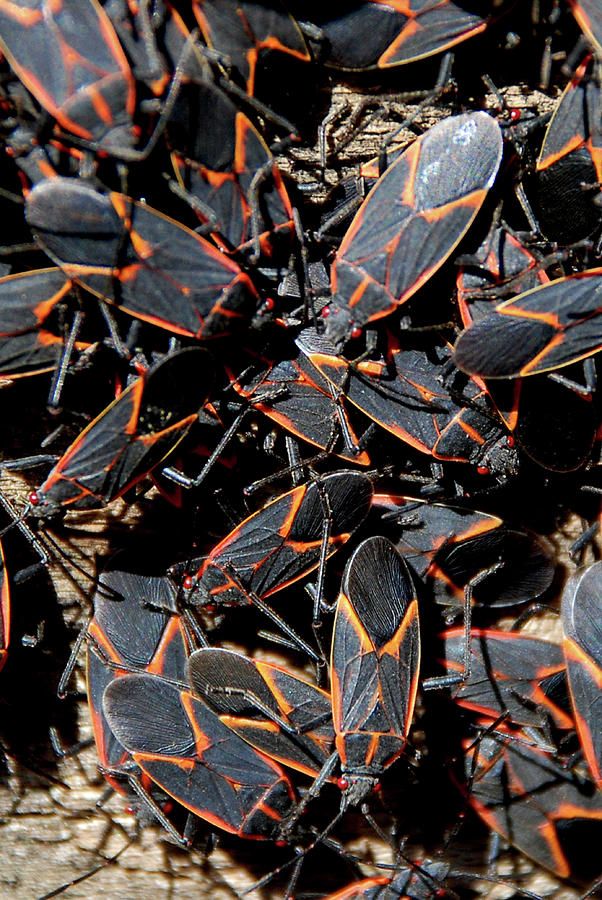 BoxElder Beetles Photograph by Matt Fox Fine Art America
