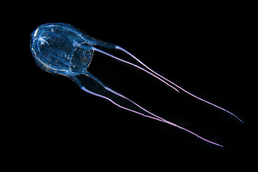 Box Jellyfish Photograph by Bernard Radvaner