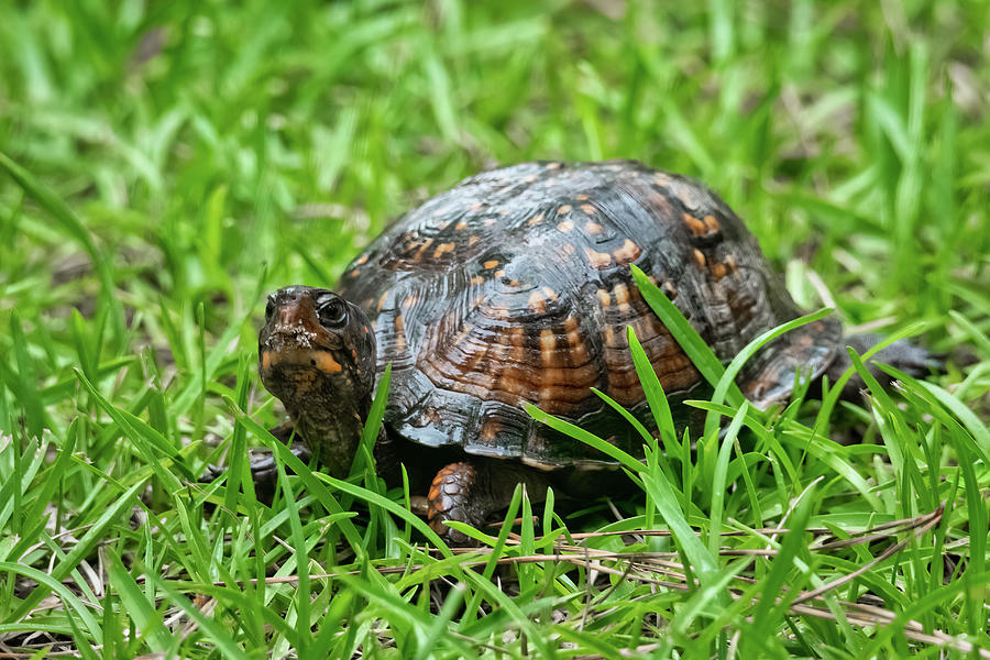 Box Turtle-1 Photograph By John Kirkland - Pixels