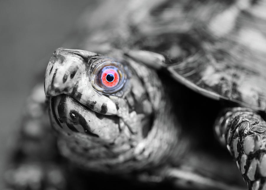 Box Turtle Eye Photograph By Ronnie Corn - Pixels