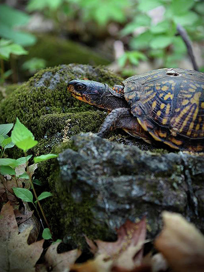 Box Turtle Photograph by Gale Miko - Fine Art America