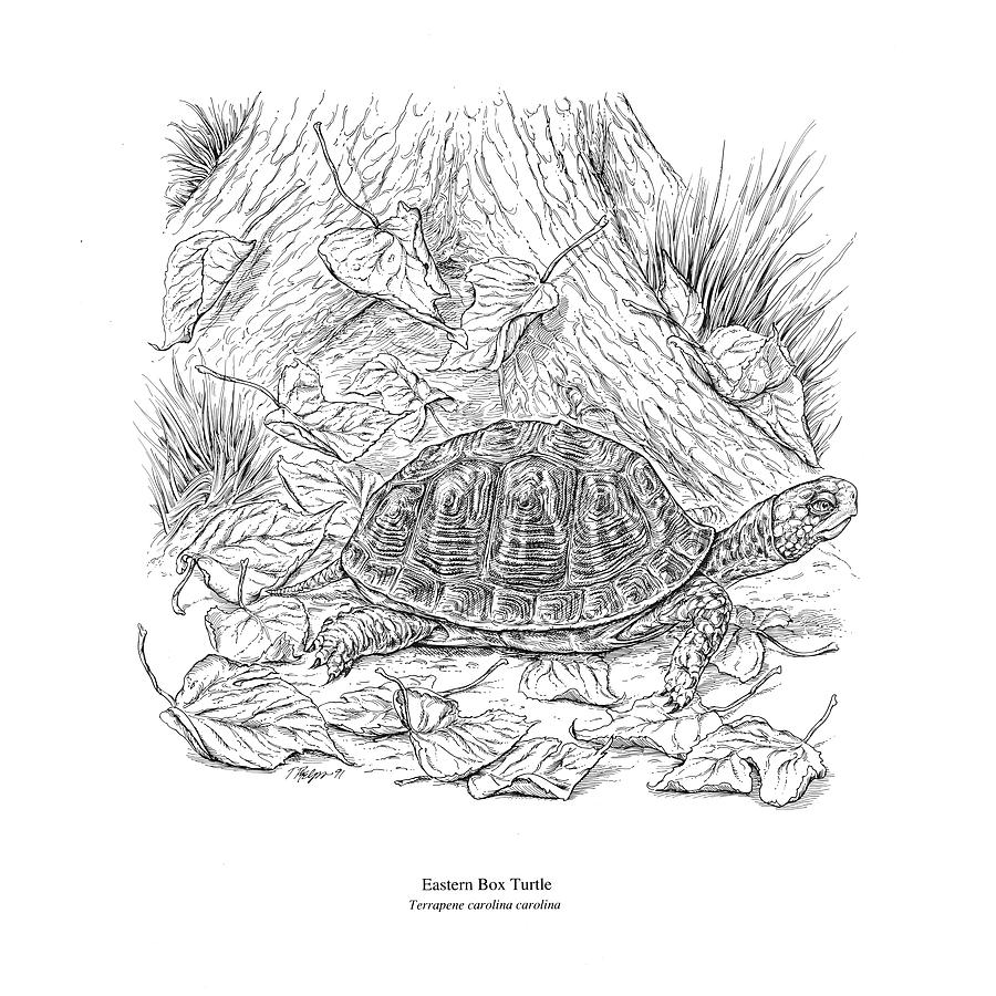 Box Turtle Pen and Ink Digital Art by Tim Phelps