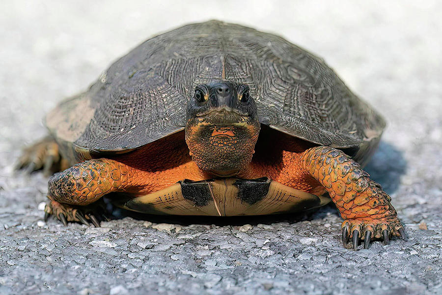 Box turtle Photograph by Robert Klopp - Fine Art America