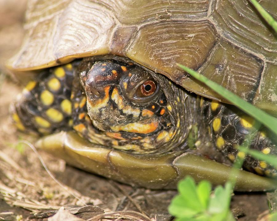 Box Turtle Shell Photograph by Kevin Batchelor Photography - Fine Art ...