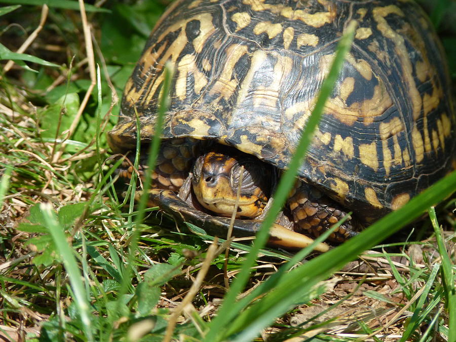 Box Turtle Sleeping Photograph by Tom Ernst - Fine Art America