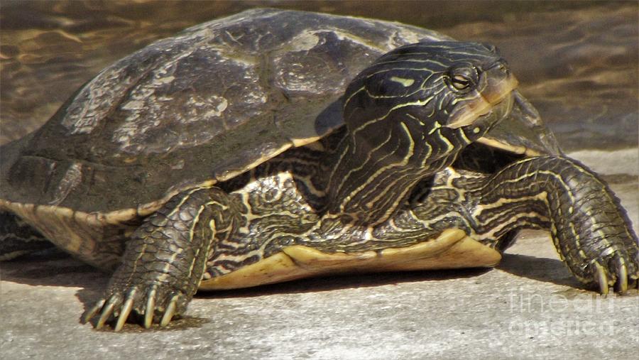 Box Turtle Sunning June Indiana Photograph by Rory Cubel - Fine Art America