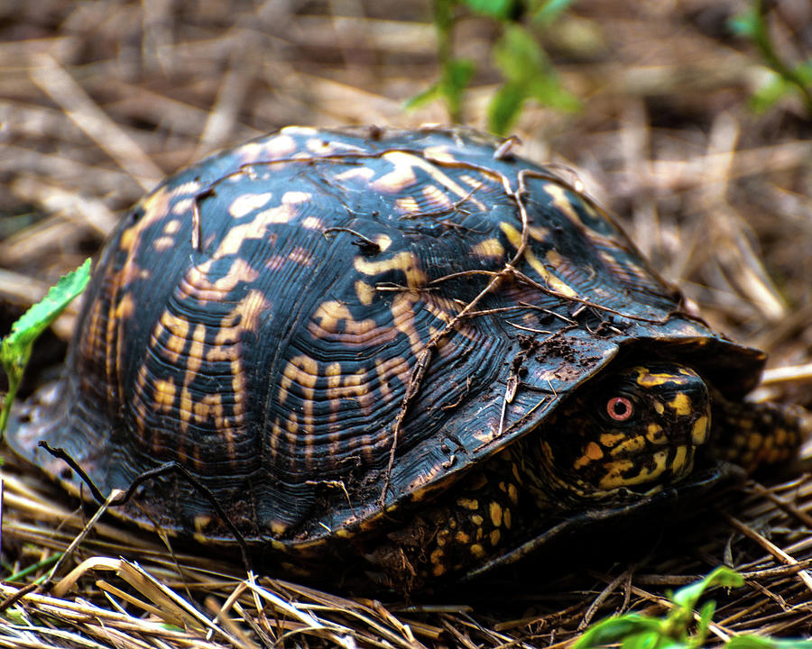 Box Turtle Photograph by Toby Horton | Fine Art America