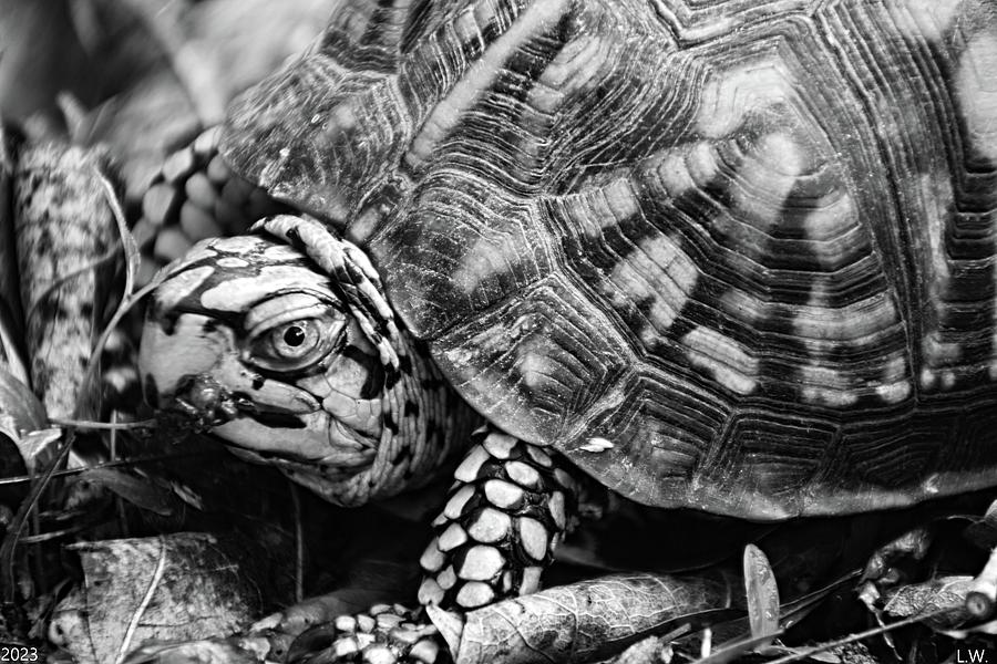 Box Turtle Up Close Black And White Photograph by Lisa Wooten - Fine ...