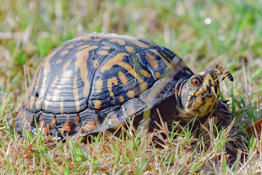 Box Turtle Photograph by Wade Okahashi - Pixels