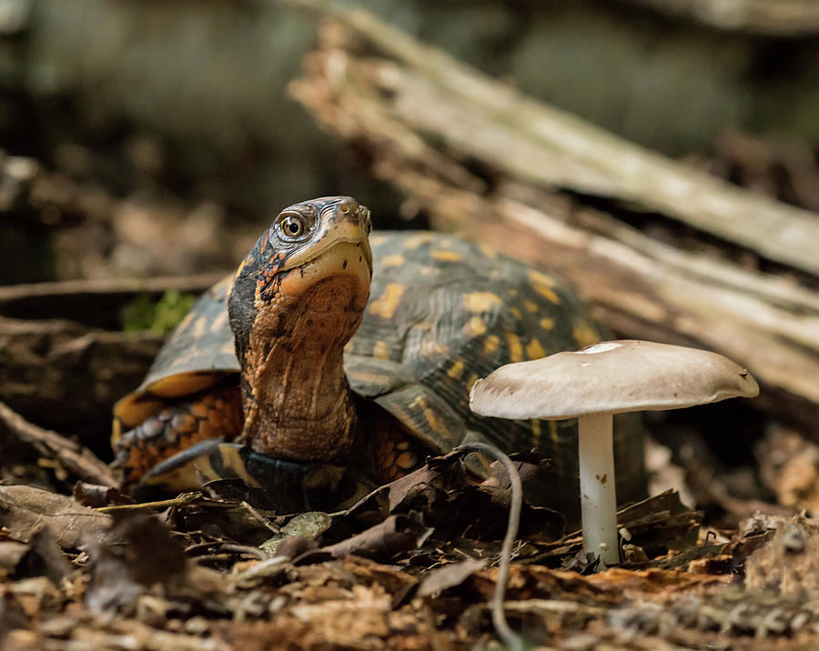 Box Turtle with Mushroom Photograph by Rick Dove - Pixels