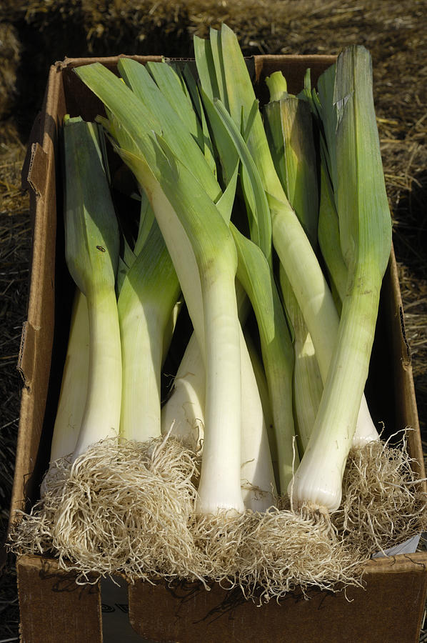 Boxed Leeks Ready for Shipping to Market Photograph by GomezDavid