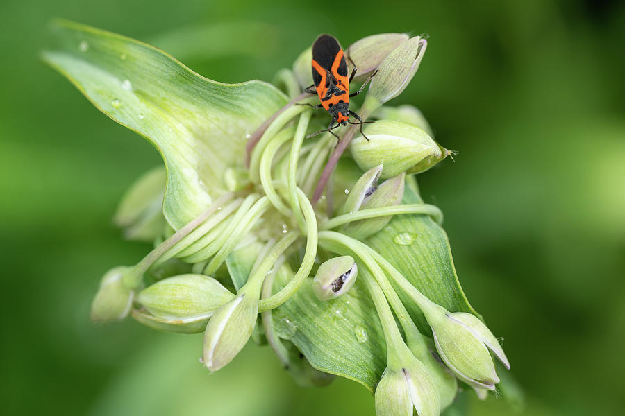 BoxElder Bug Photograph by Brooke Bowdren