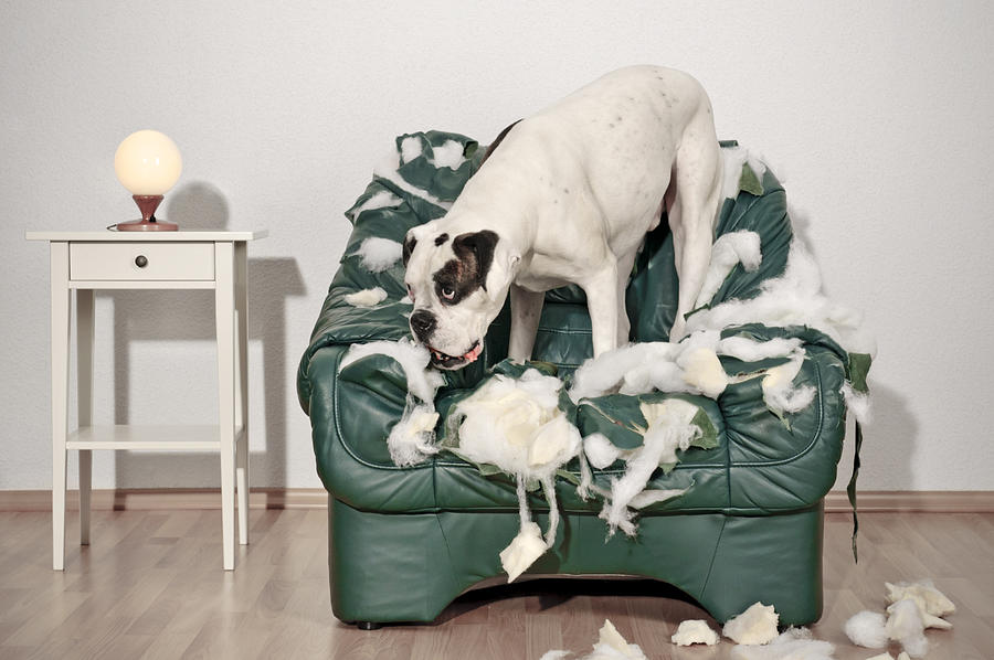 Boxer dog destroys leather chair Photograph by Delectus