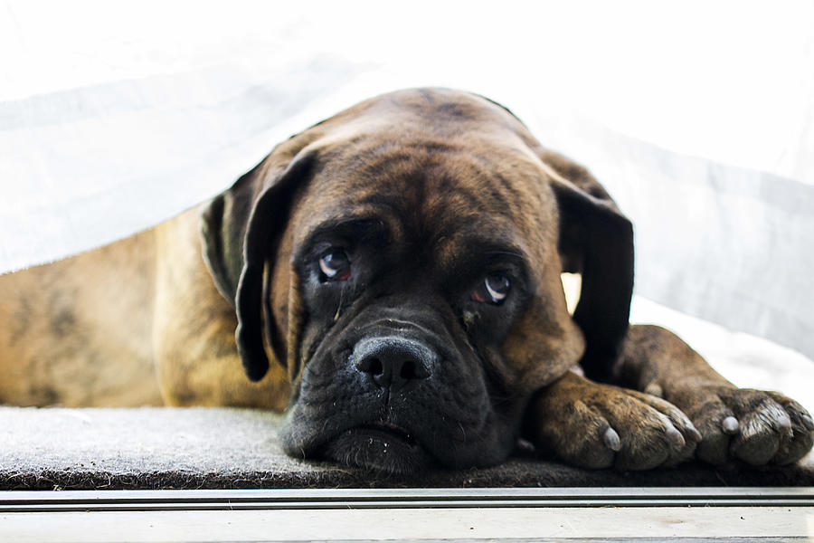 Boxer dog portrait Photograph by Valeconte