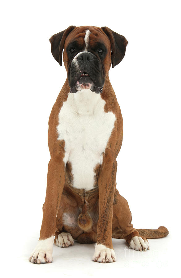 Boxer dog sitting Photograph by Warren Photographic