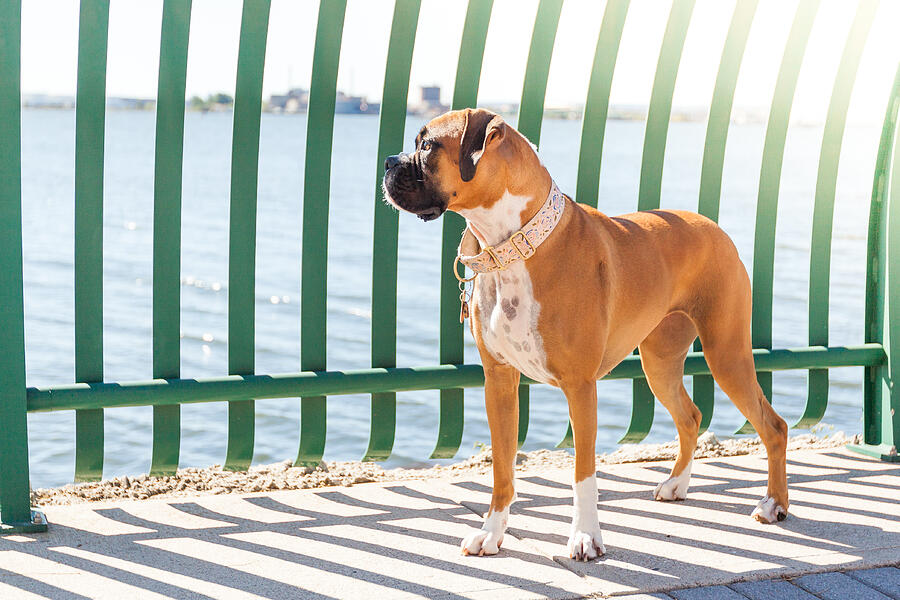 Boxer dog standing outside Photograph by MICHAEL LOFENFELD Photography