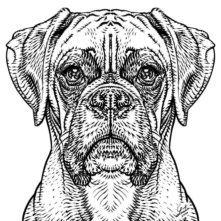 Dog Drawing - BOXER in black and white by Fabrizio Cassetta