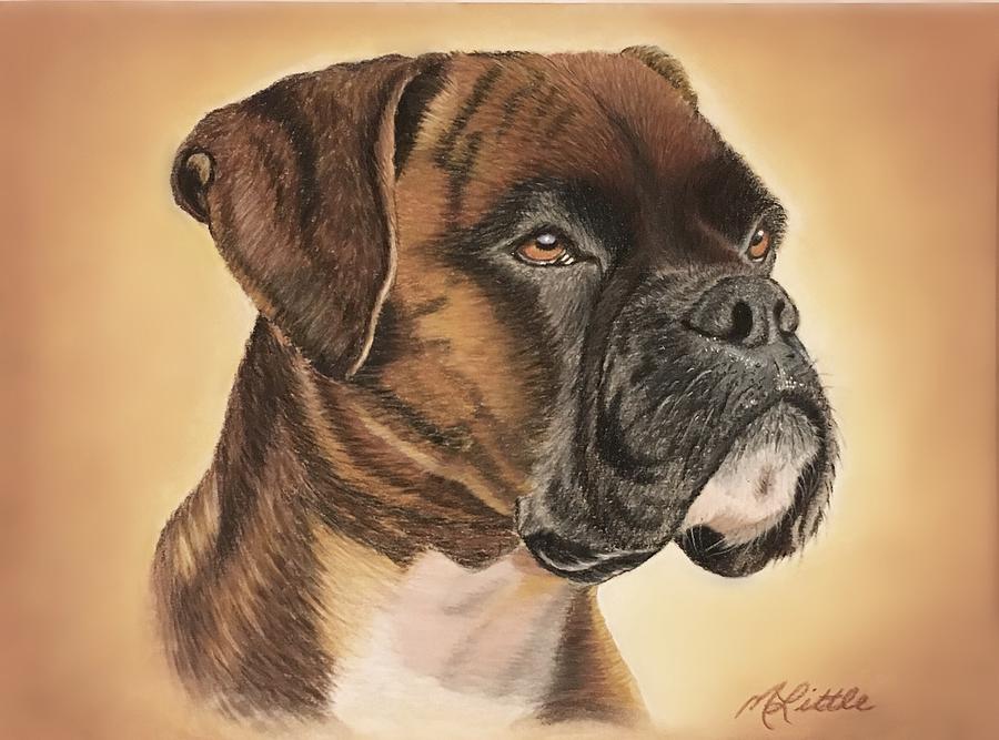 Boxer  Drawing by Marlene Little
