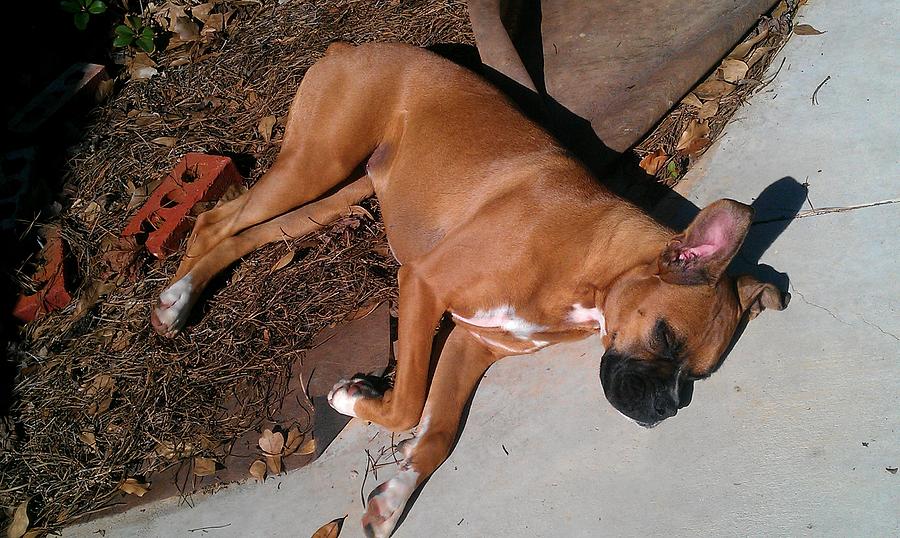 Boxer Nap Photograph by Kenny Glover
