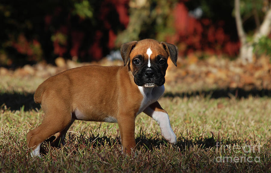 Boxer Pup Photograph by Skip Willits