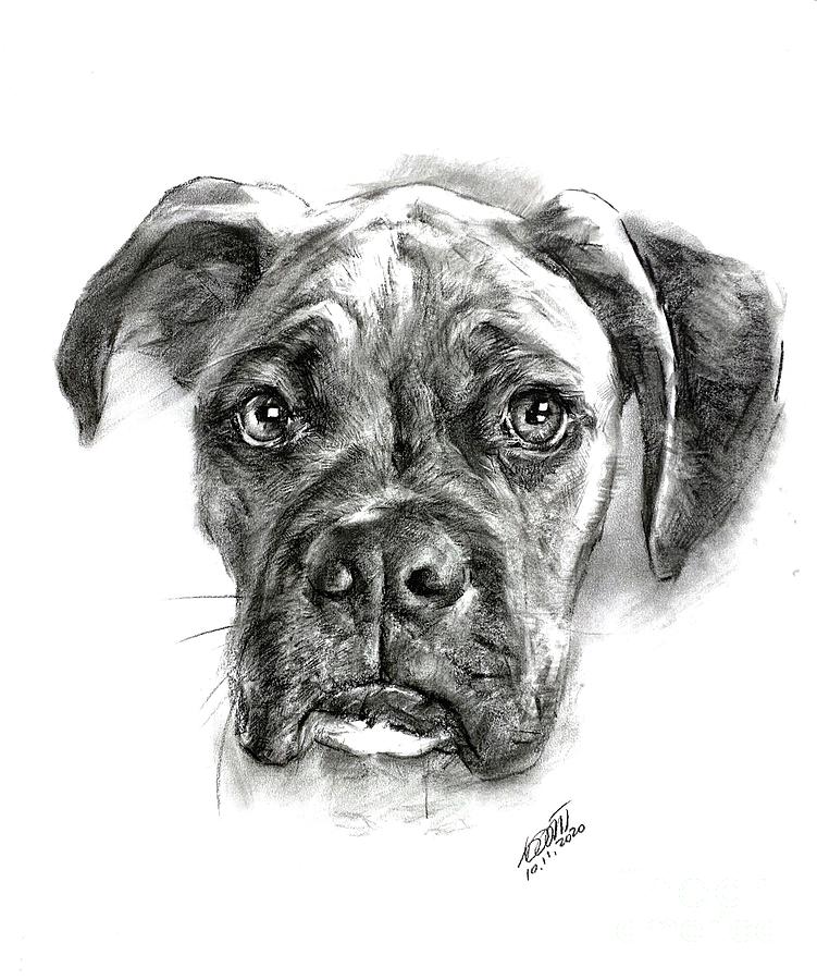 Boxer's portrait by charcoal pencil Drawing by Wendy Huang - Fine Art ...